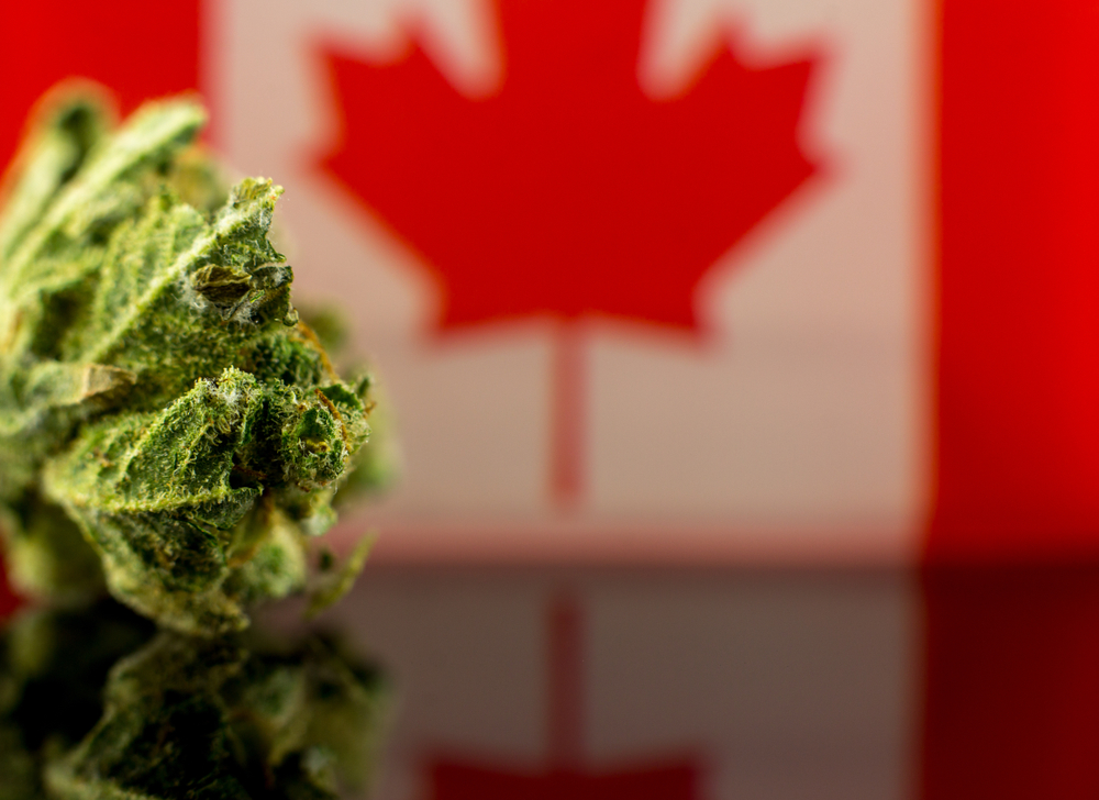 Canada Focus – Your Hub for Cannabis News and Insights. Explore cannabis news, industry updates, and expert insights across Canada.