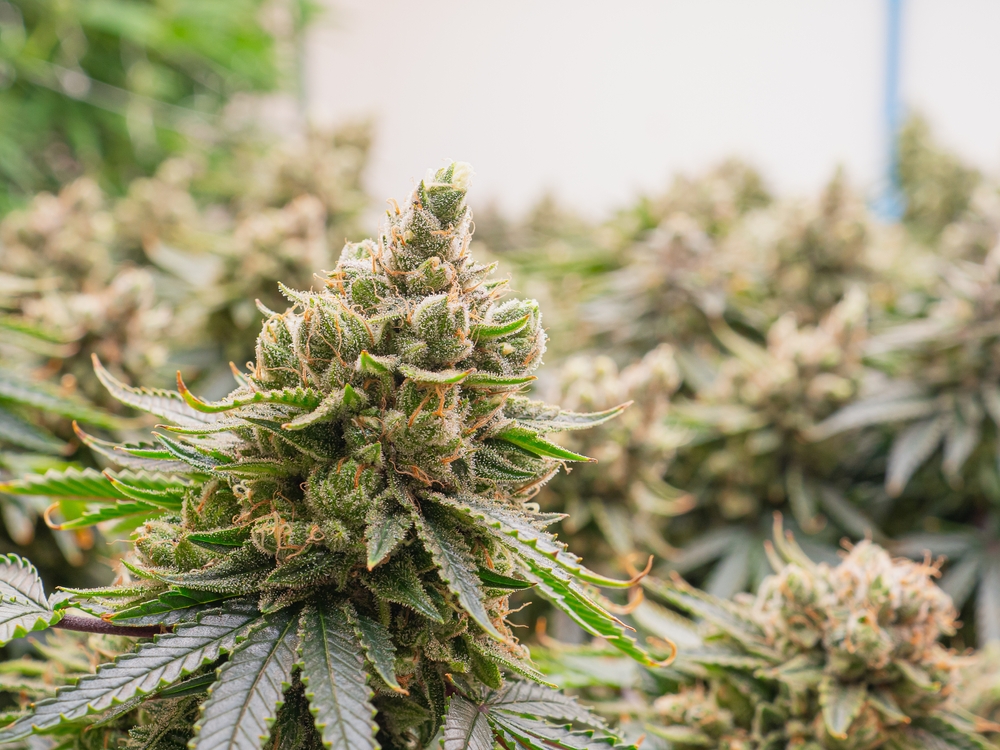 Cannabis Basics – Your Gateway to Cannabis Knowledge. A guide to understanding cannabis, including strains, consumption methods, and cannabinoids.