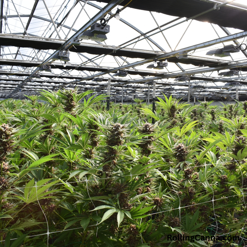Growing Marijuana - Weed seeds to Marijuana Grom RollingCanna.com(11)