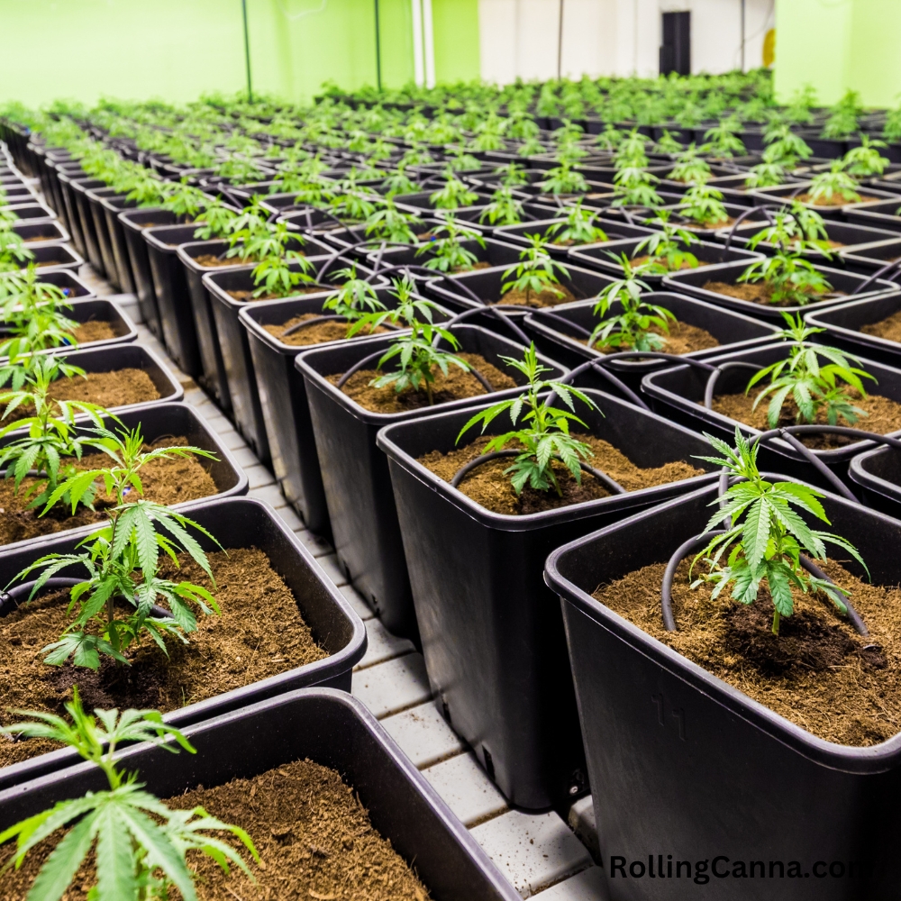 Weed Seeds - Marijuana seeds - Rolling Canna