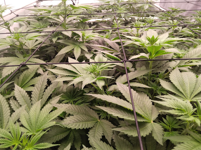 Dankworks exterior view showcasing professional Cannabis store services in Wilmington, Delaware