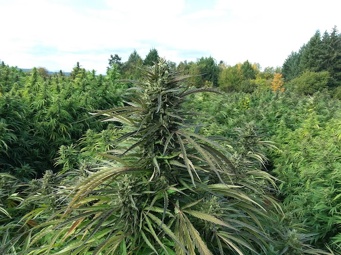 Distilled, LLC exterior view showcasing professional Cannabis store services in ,