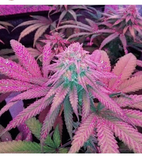 High&Classy exterior view showcasing professional Cannabis store services in ,