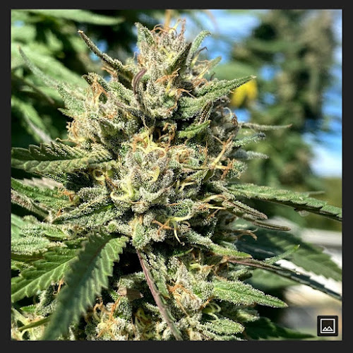 Infinity Strains exterior view showcasing professional Cannabis store services in ,