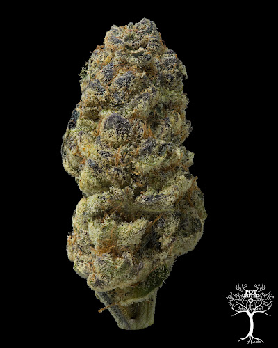 Pot United exterior view showcasing professional Cannabis store services in ,