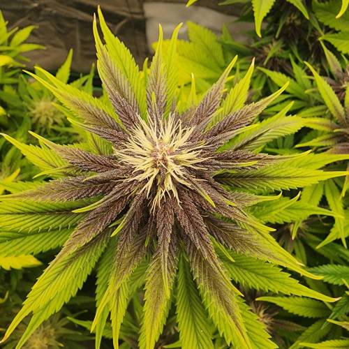 Purple Cannabis Seeds exterior view showcasing professional Cannabis store services in Los Angeles, California