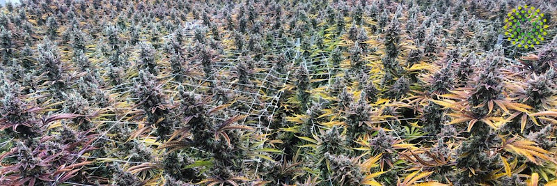 Trulieve Medical Marijuana Dispensary Coatesville exterior view showcasing professional Cannabis store services in Coatesville, Pennsylvania